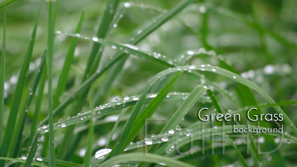 Green Grass with Rain Drops