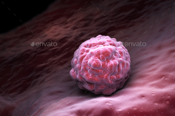 Embryonic stem cells - Stock Photo - Images
