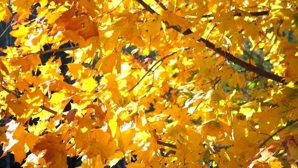 Sun Shining Through Fall Leaves Blowing