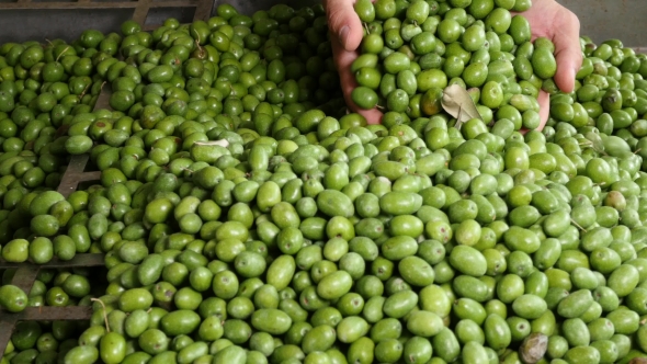 Green Olive For Olive Oil Production alt