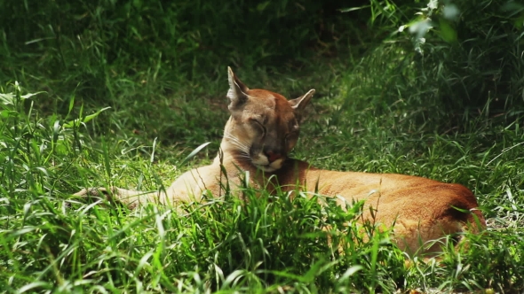 Puma Sleeping In The Green Grass alt