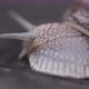 snail moves its horns - VideoHive Item for Sale