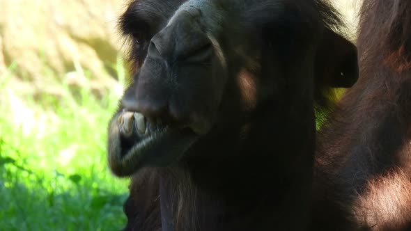 The camel head chews food. Wildlife animal background.