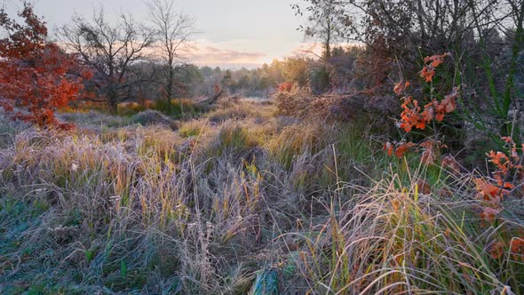 Untouched Nature of the National Park. Inium Covered Grass, Autumn Trees and Little Fog. Swampy alt