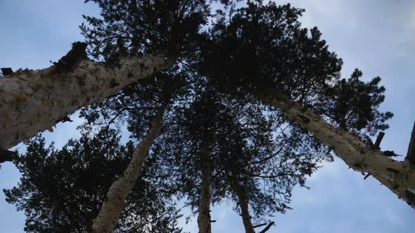 Pines And Sky