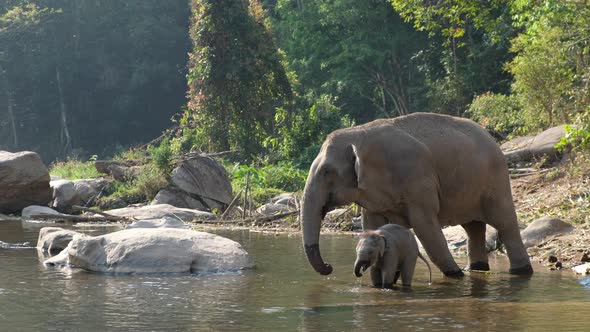 The mother and baby asian elephants playing and drinking water in the river in the forest