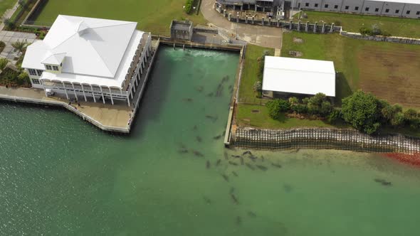 manatees reserve aerial dynamic tilt and pull back alt