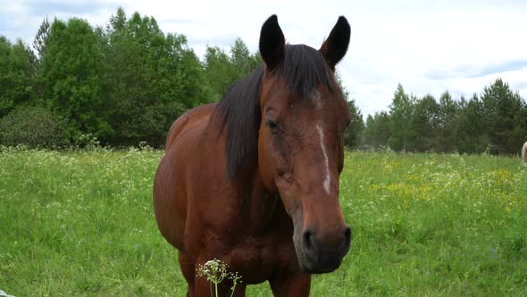 Summer, Horse, Meadow 4