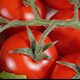 Tomato Vegetables - VideoHive Item for Sale