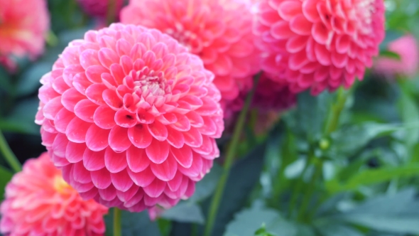 Pink Dahlia