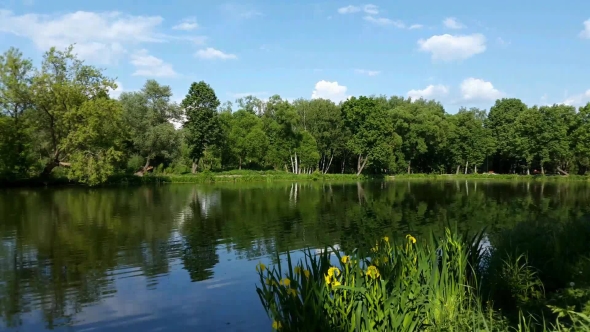 Pond  At Summer