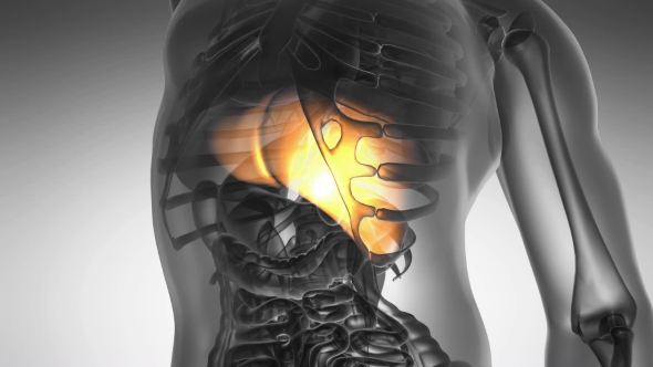 Anatomy Scan Of Human Liver by icetray | VideoHive