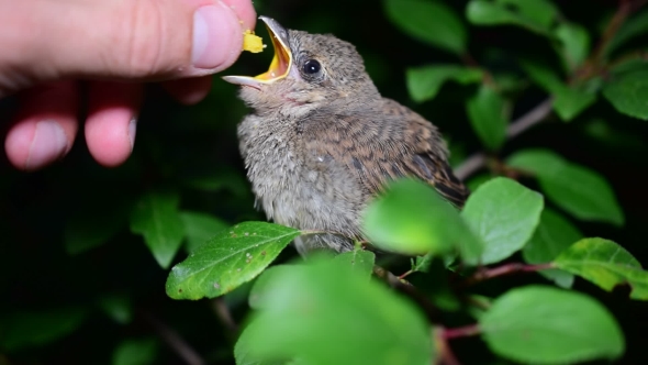 Human Hand Feeding Whitethroat Fledgling