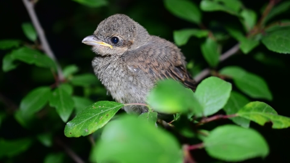 Young Whitethroat Fledgling Perching On Tree Twig