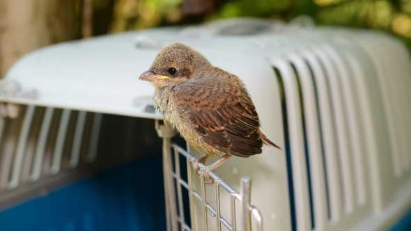 Whitethroat Fledgling Perching On Door Of Plastic Cage