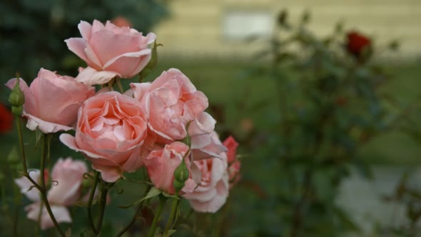 Young Woman Sniffing Smelling Roses in Park 01 alt