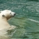 Polar Bear Swims And Dives - VideoHive Item for Sale