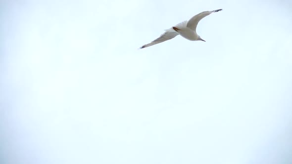 Flight of a Seagull 9 alt