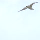 Flight of a Seagull 9 - VideoHive Item for Sale