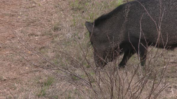 high speed/slow motion shots of javelinas alt