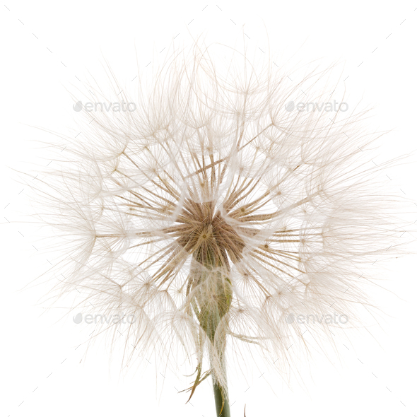 Tragopogon pratensiss close-up, isolated on white background - Stock Photo - Images