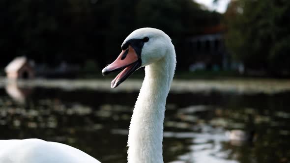 Swan