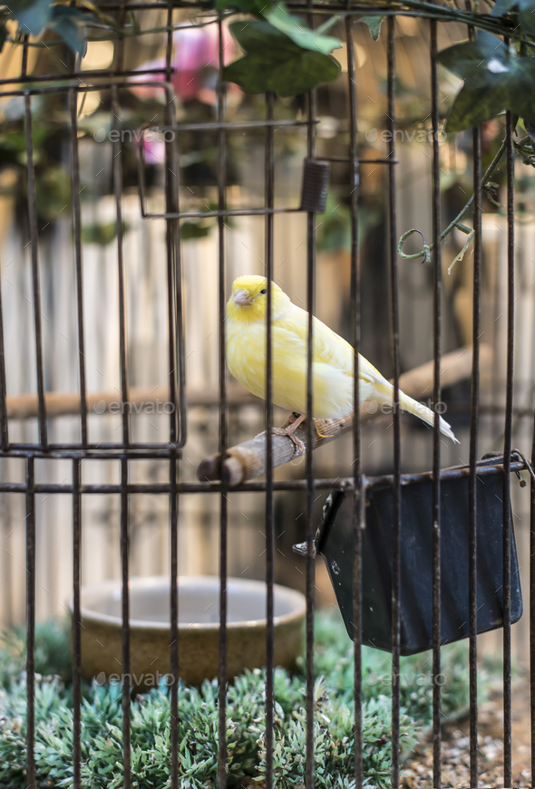 Bird In A Cage Stock Photo By Deyangeorgiev Photodune