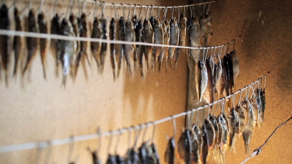 Fisherman Fresh Fish Hangs On a Rope. Dried Fish Hanging On a Line