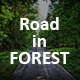 Road in Forest - VideoHive Item for Sale