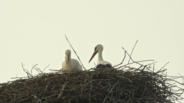 Family Of Storks In a Large Nest. Blue Sky.