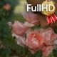 Young Man Sniffing Smelling Roses in the Park 01 - VideoHive Item for Sale