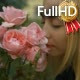 Roses - VideoHive Item for Sale