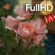 Young Man Sniffing Smelling Roses in the Park - VideoHive Item for Sale
