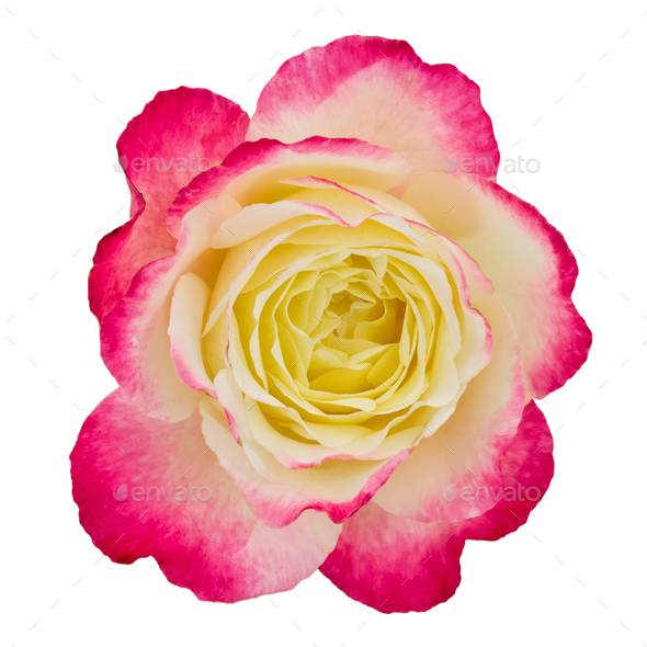 Flower of rose close-up, isolated on white background - Stock Photo - Images