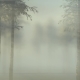 Misty Morning In The Forest - VideoHive Item for Sale