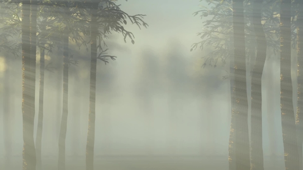Misty Morning In The Forest