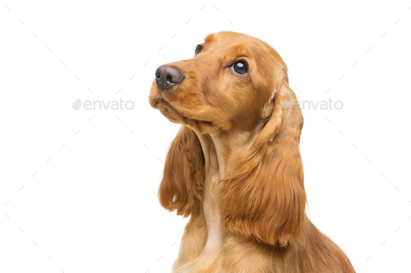 Beautiful young cocker spaniel - Stock Photo - Images