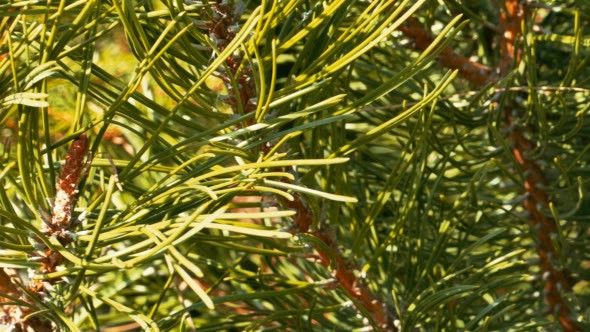 Pine Needles in a Sunny Spring Day
