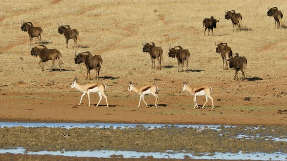 Black Wildebeest And Springbok Antelopes At A Waterhole  alt