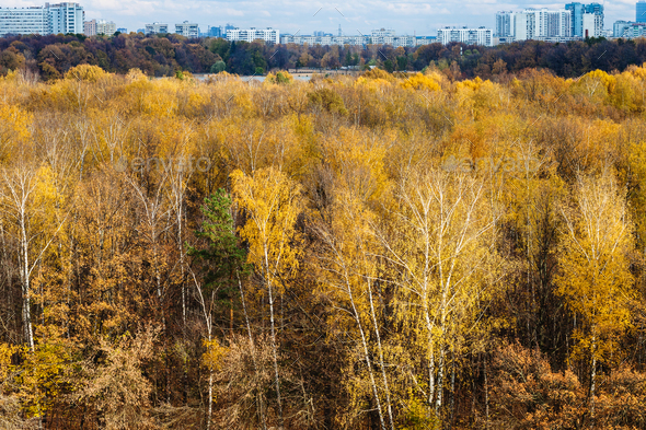 edge of forest and city on horizon in autumn Stock Photo by vvoennyy
