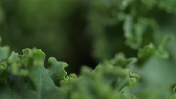 Bright Green Kale Spinning 06
