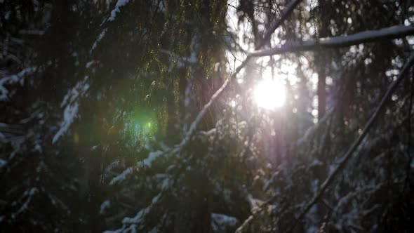 Sunlight in Forest alt