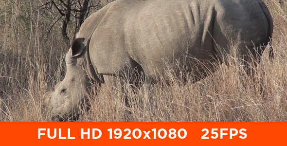 African White Rhino 06