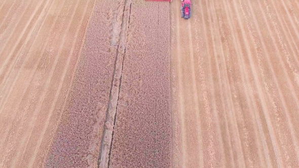 Harvester Working In The Fields