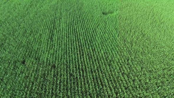 Corn Field Aerial View