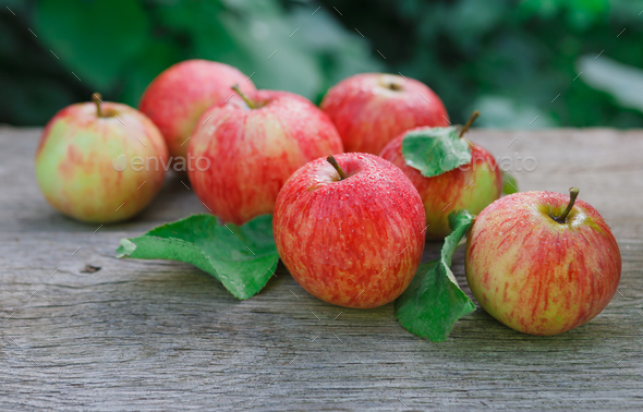 Red and yellow apples harvest in fall garden - Stock Photo - Images