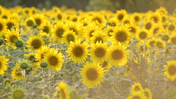 Many Sunflowers In The Field At Sunset