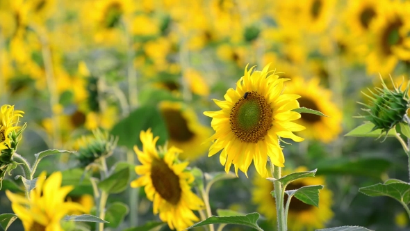 Many Sunflowers In The Field At Sunset