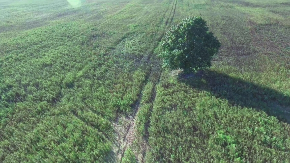 Alone Tree In The Fields