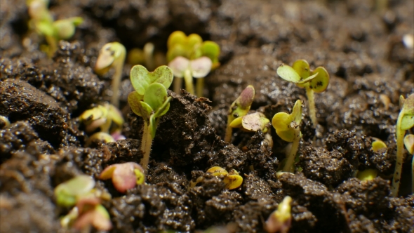 Growing Green Plants Agriculture alt